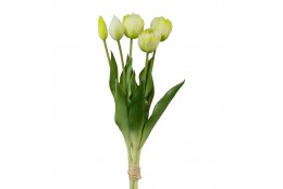 Tulipán svazek plnokvětý, 5 ks bílá