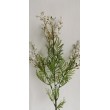 Kvetoucí asparagus větvička, v. 77 cm