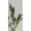 Kvetoucí asparagus větvička, v. 77 cm