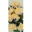 Chryzantéma kytice smuteční, 6 barev