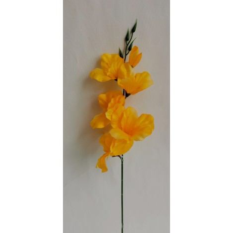 Gladiola