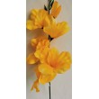 Gladiola