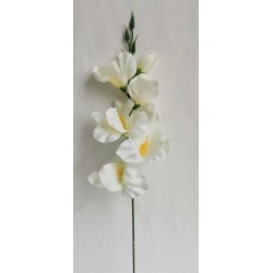 Gladiola krémovo-bílá 52 cm