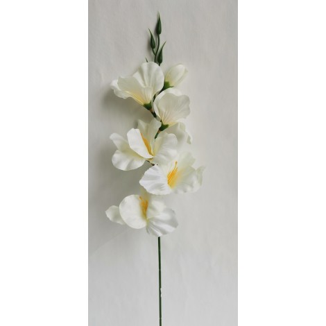 Gladiola