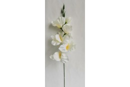 Gladiola krémovo-bílá 52 cm
