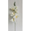 Gladiola