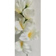 Gladiola