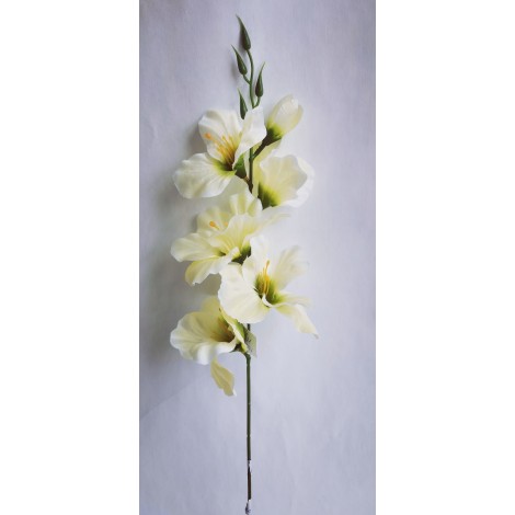 Gladiola