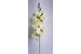 Gladiola krémovo-zelená 52 cm