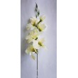 Gladiola