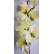Gladiola
