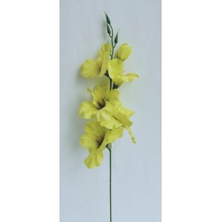 Gladiola sv. zelená 50 cm