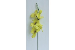 Gladiola sv. zelená 50 cm