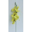 Gladiola