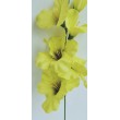 Gladiola