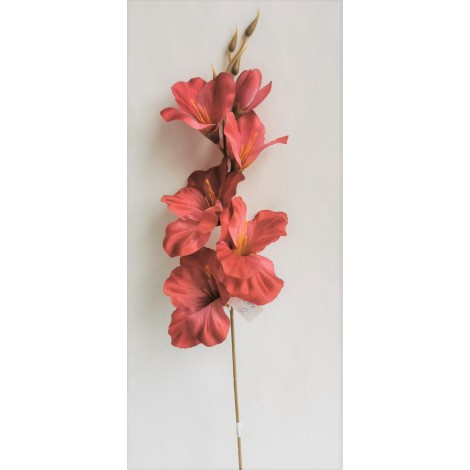 Gladiola