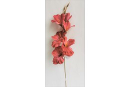 Gladiola starorůžová 52 cm