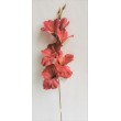 Gladiola