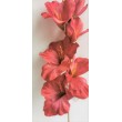 Gladiola