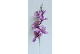 Gladiola sv. AUT fialová 52 cm