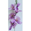 Gladiola