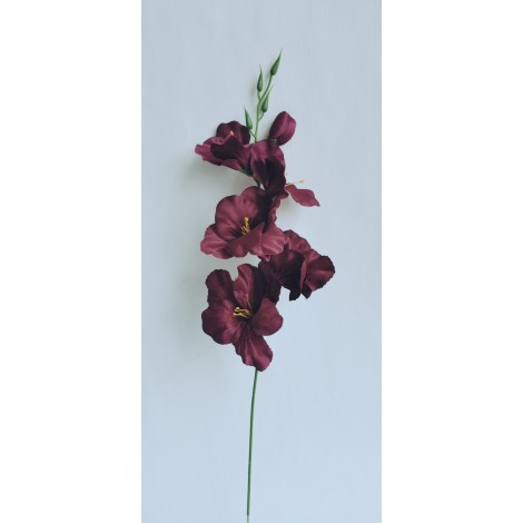 Gladiola