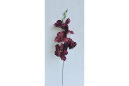 Gladiola tm. vínová 52 cm