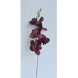 Gladiola