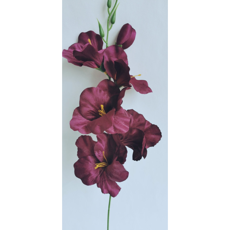Gladiola