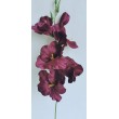 Gladiola