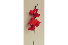 Gladiola červená 52 cm