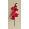 Gladiola