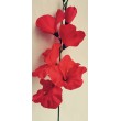 Gladiola