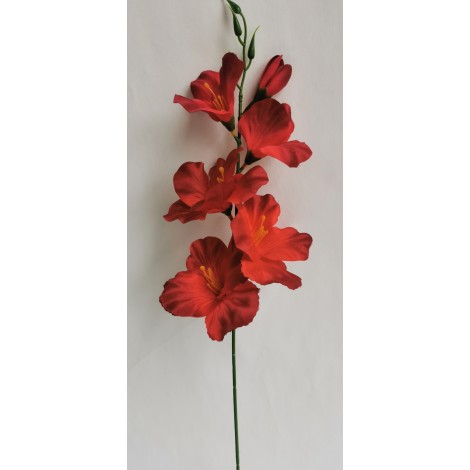 Gladiola