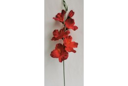 Gladiola tm. červená 52 cm