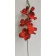 Gladiola