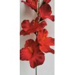 Gladiola