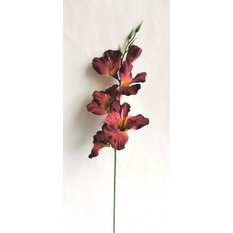 Gladiola