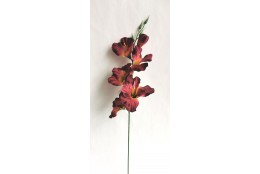 Gladiola vínová žíhaná 52 cm
