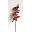Gladiola