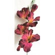 Gladiola