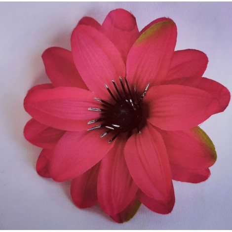 Dahlia