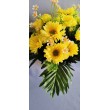 Gerbera kyrtice bohatá, 6 b.
