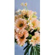 Gerbera kyrtice bohatá, 6 b.