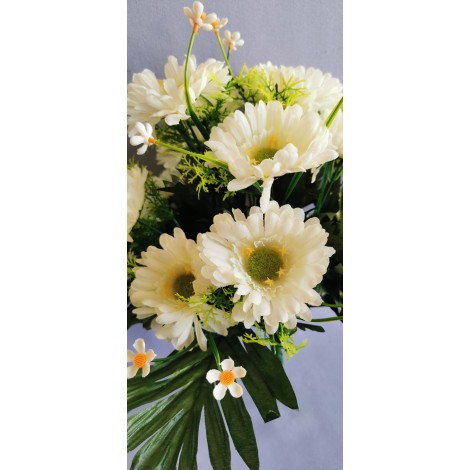 Gerbera kyrtice bohatá, 6 b.