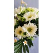 Gerbera kyrtice bohatá, 6 b.
