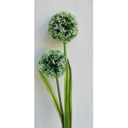 Česnek 2 bílé květy 83 cm