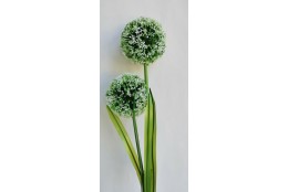 Česnek 2 bílé květy 83 cm