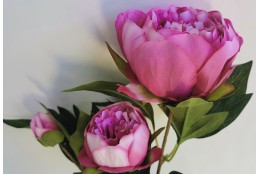 Pivoňka lavender x3 74 cm
