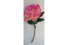 Pivoňka beauty 43 cm